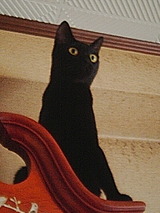 黒猫・マルバ