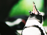 ¤¢¤¢¤¢¡ª½ª¤ï¤é¤ó¡ª