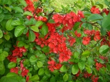 spring flower3