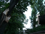 broken tree1