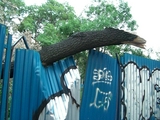 broken tree2