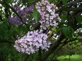 spring flower1