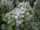 spring flower4