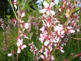 flower2