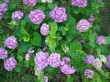 ajisai