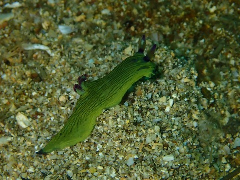 P5290606