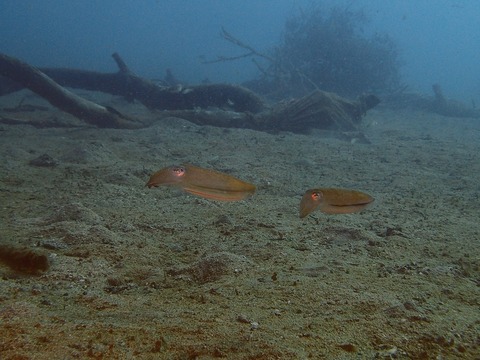P1024474
