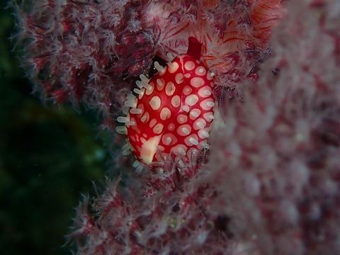 P6270178
