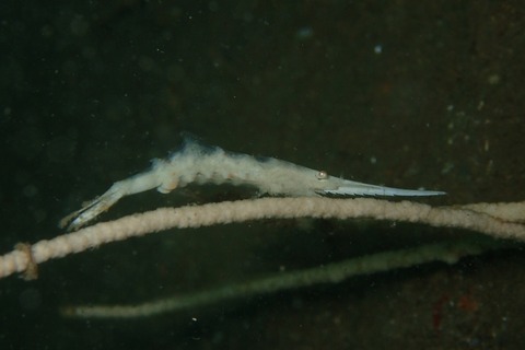 P8072109