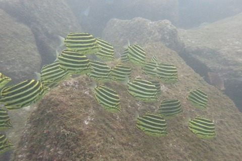 P8112237