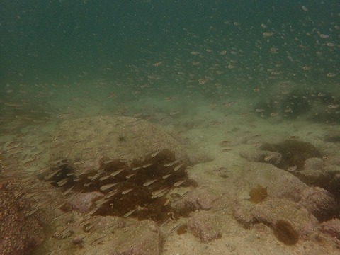 P4231419