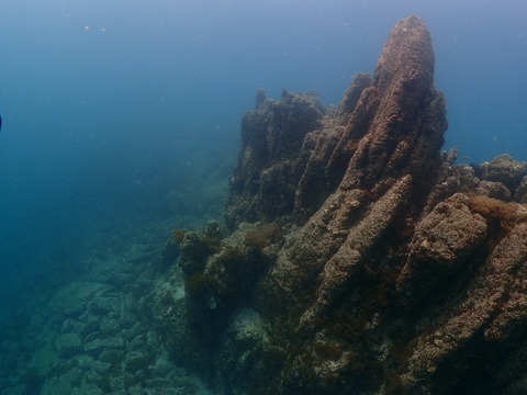 淡島海底 (1)