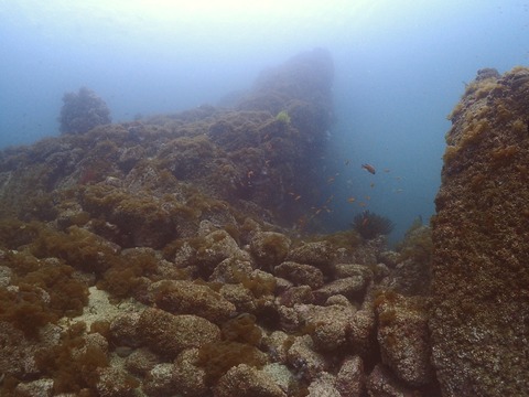 淡島海底 (2)