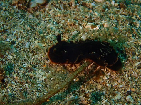 P3171353