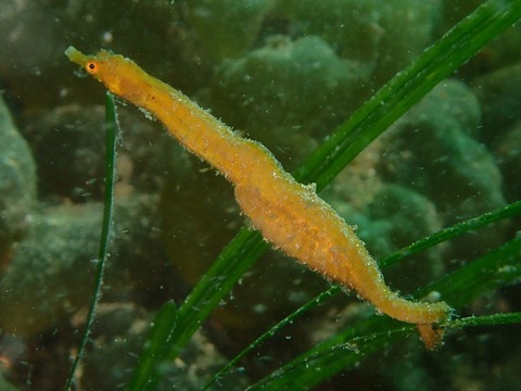 P5290667