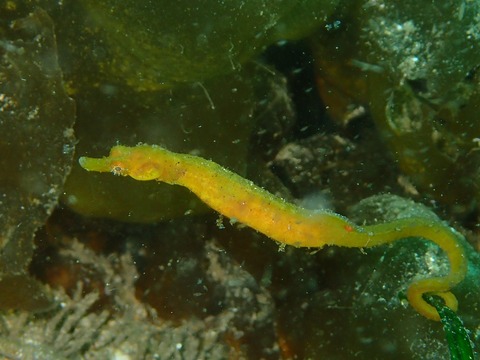 P5290665