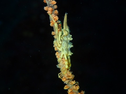 P1150431