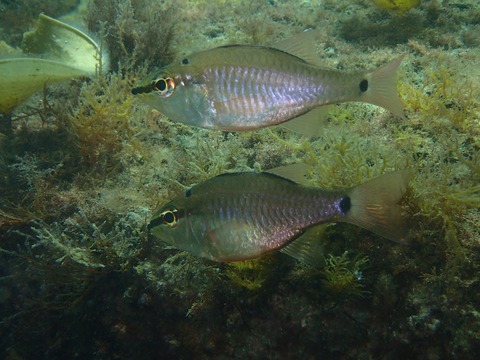 P5290702
