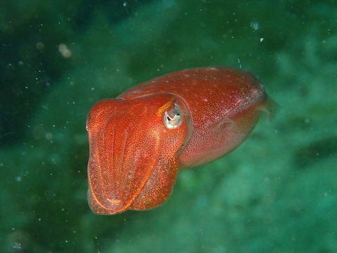 P5290693