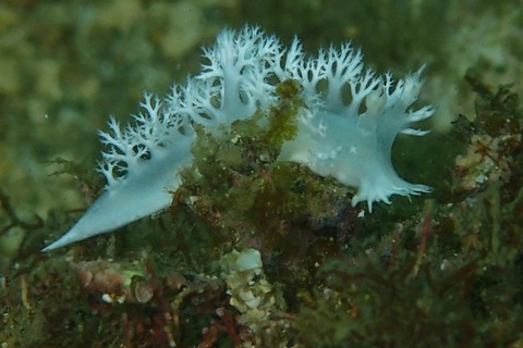 P8112195
