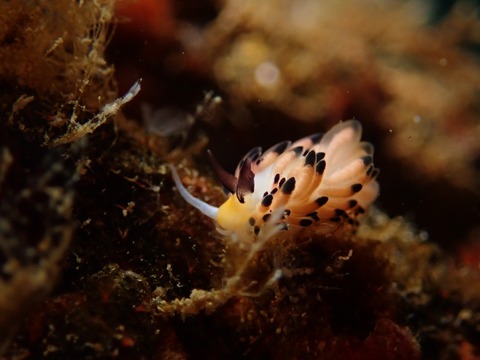 P2123131