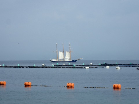 平沢沖を帆船が通る