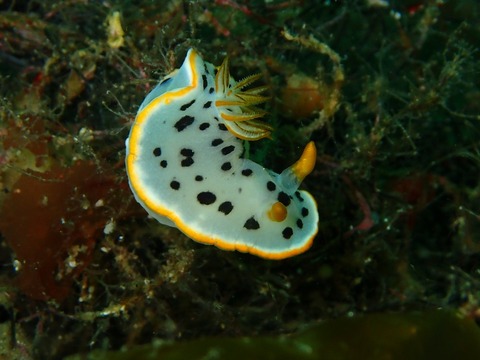 P5290602