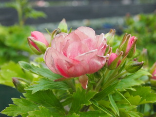 4BD9E986-2E4E-4CE4-B33A-79EC0375A6A8