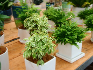 P1015130