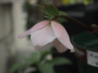 P1014746