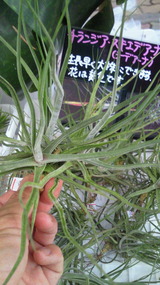 NEC_0672