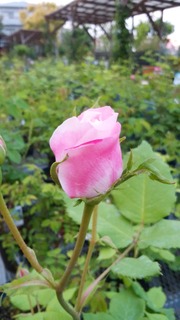 IMG_20170430_184947