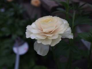 P1014581
