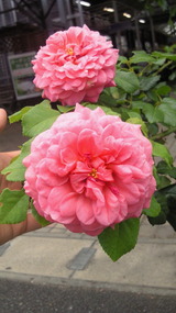 NEC_0700