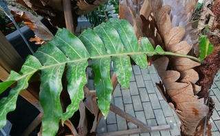 IMG_20170926_212139