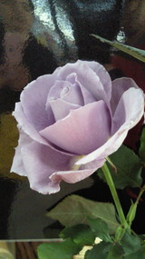 cef36f60.jpg