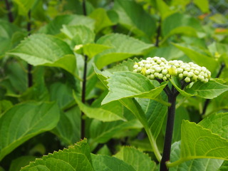 P1015124