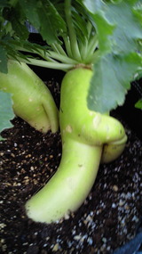 201011150819001