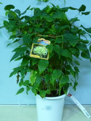 P1100183