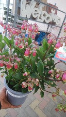 IMG_20180208_121144