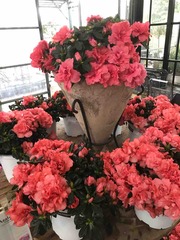 IMG_1641