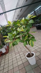 IMG_20170727_124646