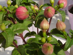 P1100858