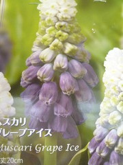 P1100550