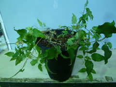 P1100186