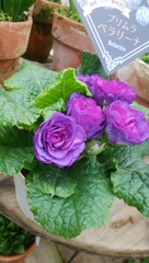 IMG_20180216_132601