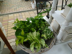 P1100296
