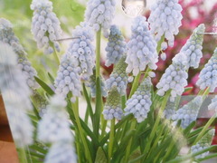 P1100554