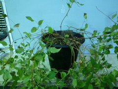 P1100185