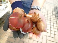 P1100585